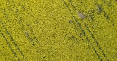 Top down view of yellow flower fields in Spain Stock Footage 111837304