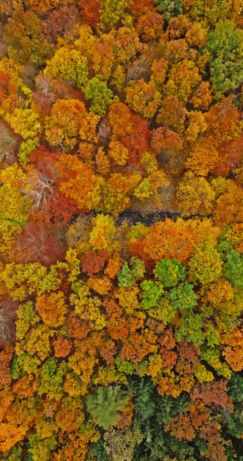 Top down view of yellow forest in autumn. Stock Footage 346632087