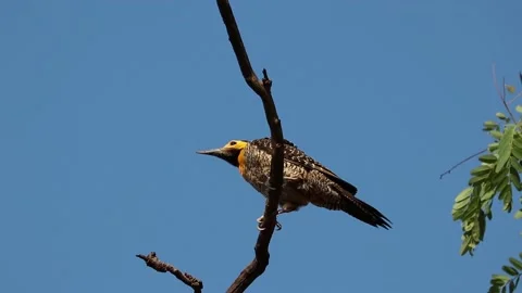 Top-down view of a yellow neck bird hang... | Stock Video | Pond5