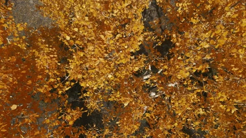 Top down view yellow-orange autumn aspen leaves-gimbal up to distant view Stock Footage 219378438