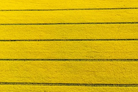 Top down view on the yellow rapeseed field, blooming oilseed rape flowers fro Stock Photos