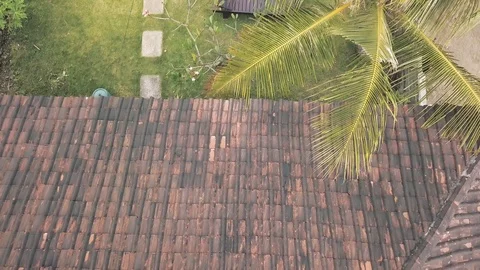 Top-down view of young caucasian couple walking in a tropical garden resort Stock Footage 119700715