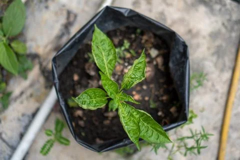 A top-down view of a young chili plant in a polybag Stock Photos