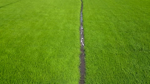 Top Down White Storks In Water Channel Green Rice Field Vietnam Video stock 330340690