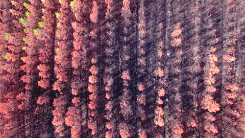 Top-down wide backward tracking of orange and burned trees, Gironde Stock Footage 332065379