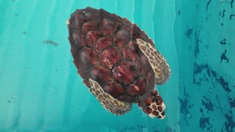 Top down zoom in beautiful Hawkbill sea turtle float saltwater pond Stock Footage 277589528