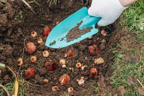 Top dressing with granular fertilizer for spring bulbous plants when planting Foto stock