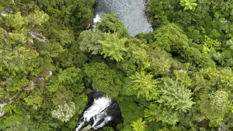 Top drone shot through native bush with clear river Stock Footage 159036376
