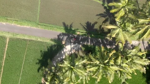 Top drone view of boy riding on the motor bike among the palm trees and rice fie Stock Footage 130839755