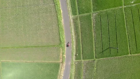 Top drone view of boy riding on the motor bike in the road among the rice fields Stock Footage 131805894