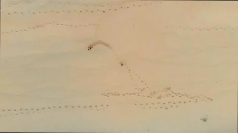 Top drone view of couple drawing a big heart with their feet on the white sand o Stock Footage 130553069