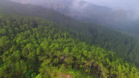 Top drone view forest and trees Vidéo 331499802