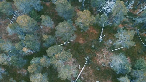 Top drone view over a pine forest in Northern Europe Stock Footage 114386860