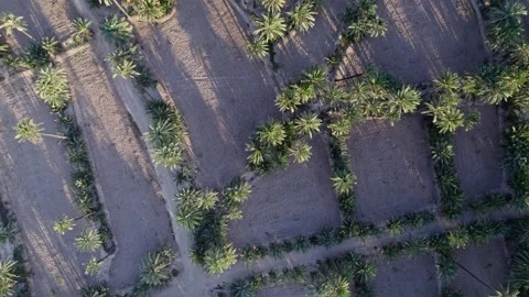 Top drone view of palm tree forest (Palmeral) near Elche City Stock Footage 236167607