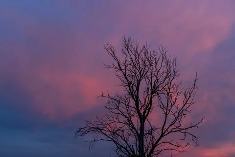 Top of a dry tree on the background of beautiful pink and blue sky Stock Photos