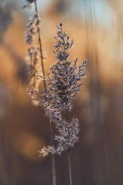 Top of eed grass in sunlight Stock Photos