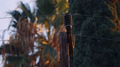 Top of electric pole amongst trees at sunset Video stock 288656600