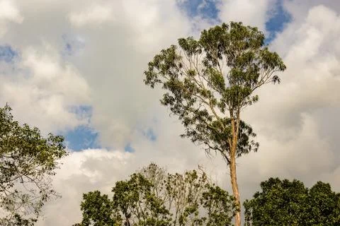 The top of an eucalyptus tree rises over the others trees in a forest, in the Foto stock