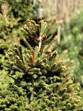Top of evergreen tree, closeup Foto stock