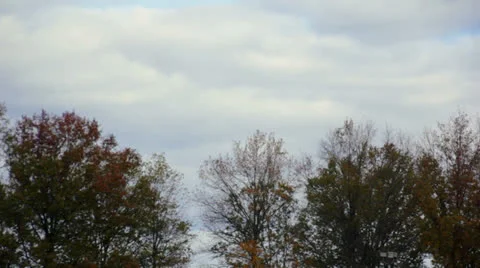 Top of Fall Trees Day Stock Footage 22853209