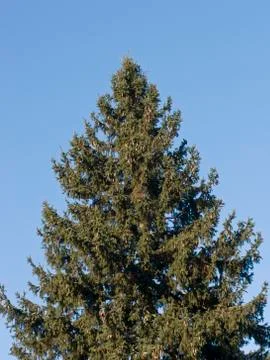 Top of fir tree Stock Photos