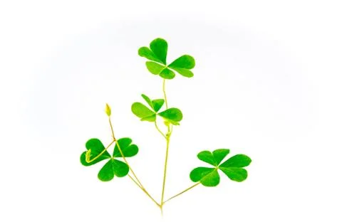 Top foliage Stock Photos