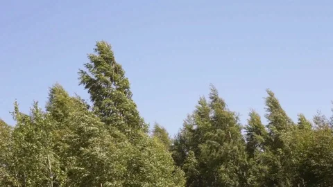 Top of Forest Trees in the Wind on Sunny Day Stock Footage 91268373