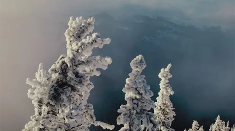 Top of the frozen trees Video stock 45477856