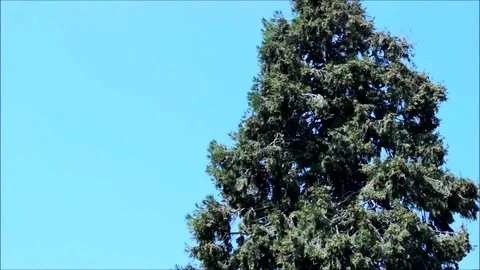 Top of a fruiting Thuja tree Stock Footage 77863083