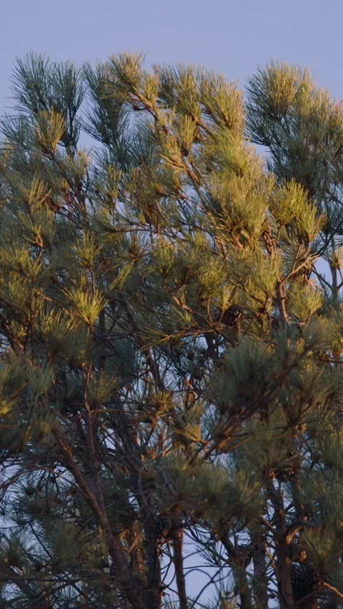 Top of a giant pine tree at sunset vertical video Video stock 288653406