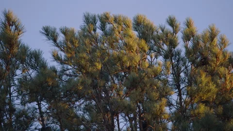 Top of a giant pine tree at sunset Stock Footage 288656361