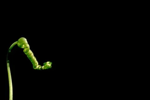 Top gourd background(soft focus) Stock Photos