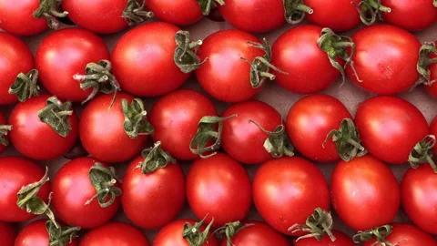 Top Grades Tomatoes In Motion. Stock Footage 109596637