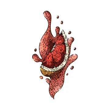 Top grapefruit red sketch hand drawn vector Stock Illustration