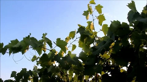 The top of a grapes vine with sky background Stock Footage 77862185