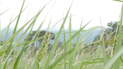 Top of grass and grass flowers are moving from wind in the forest field Stock Footage 117000141