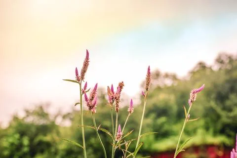 Top grass sky background Stock Photos