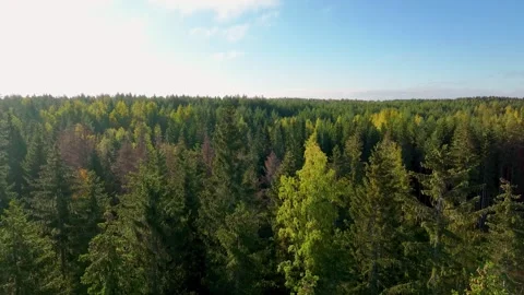 The top of a green forest Stock Footage 251848469