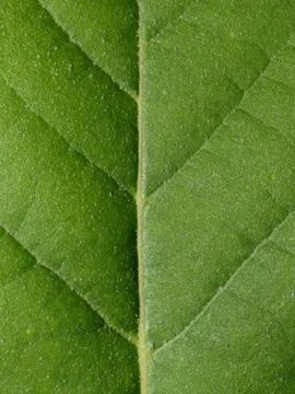 Top of a green leaf. Stock-Fotos