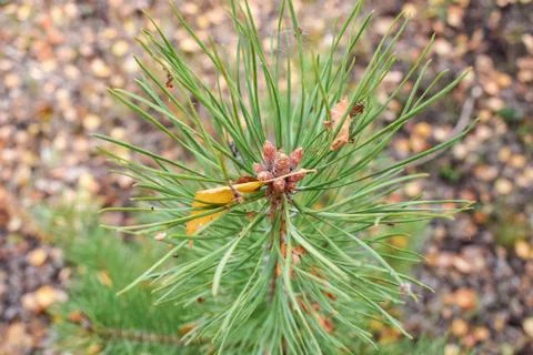 Top of green pine tree with needle and yellow leaf Stock Photos