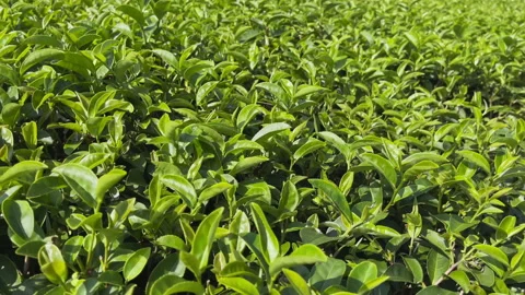 Top of green tea leaves on a tree in a tea plantation in the mountains. Stock Footage 223601628