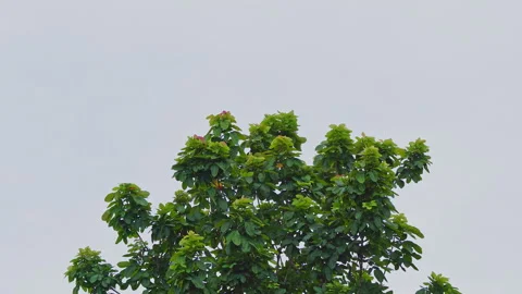 Top of green tree swaying and moving in strong gusty wind Vídeos de archivo 340183278