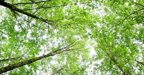 Top Of The Green Trees Of The Forest 4k Stock Footage 51253367