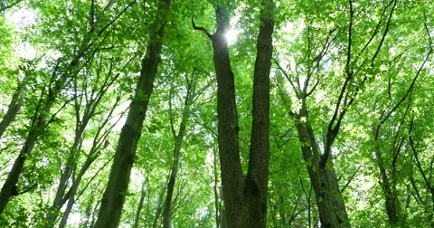Top Of The Green Trees Of The Forest 4k Stock Footage 51528915