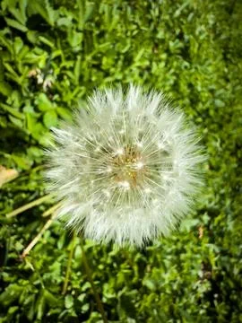 Top-growing dandelion Stock Photos