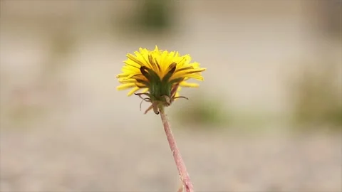 Top half of isolated lonely single wilting dandelion blowing in wind, gray Video stock 246611683