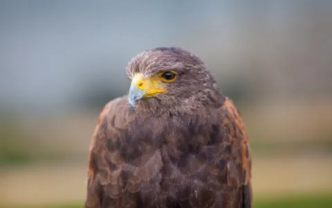 Top half Stock Photos