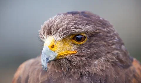 Top half Stock Photos