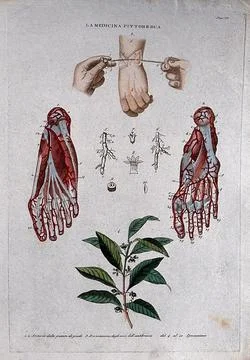 Top, hand; centre, nerves of the foot; bottom, plant. Coloured engraving, 1.. Stock Illustration