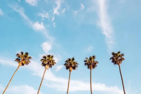 Top of highest palms in blue sky. Tall palms in sky Stock Photos